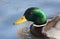 A Head shot of a stunning Mallard Duck Anas platyrhynchos swimming in a river.