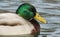 A head shot of a stunning Mallard Duck Anas platyrhynchos swimming in a river.