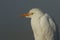 A head shot of a stunning rare Cattle Egret, Bubulcus ibis, on a cold misty frosty winters morning.