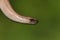 A head shot of a stunning Slow worm Anguis fragilis.