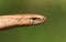 A head shot of a stunning Slow worm Anguis fragilis.