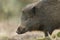 A head shot of a stunning Wild Boar Sus scrofa at sunset foraging for food in the forest.