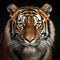 head shot Sumatran tiger looking at camera .Generative ai