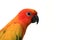 Head Shot of A Sun Conure Bird