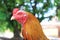 Head shot of Thai Fighting cock.