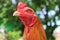 Head shot of Thai Fighting cock.