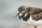 A head shot of a Turnstone, Arenaria interpres, standing on a rock on the shoreline at high tide on a rainy day.