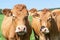 Head shot of two friendly Limouisn beef cows in a lush summer pa