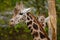 Head shot of two giraffes