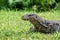 Head shot of a water monitor