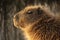 Head shot of a wet capibara looking toward the afternoon sun. Carpincho, Hydrochoerus hydrochaeris