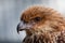 Head shot of Whistling Kite Raptor bird.