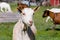 Head shot of white female goat standing in paddock