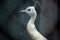 A head shot of white peafowl in the Krakow city zoo, located in Poland - Europe