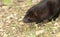 A head shot of a wild American Mink, Neovison vison, hunting along the bank of a lake in the UK.