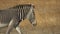 Head shot wildlife animal portrait of a single zebra, Copy Space