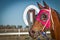 Head shot of a winning racehorse at the Come By Ch