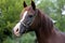 Head shot of a young arabian mare with long mane