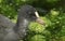 A head shot of a young Coot Fulica atra swimming in a lake feeding on the weed.