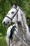 Head shot of a young lipizzaner horse against green natural back