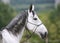 Head shot of a young lipizzaner horse against green natural back