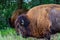 Head shots of large animal, Bisons on the plain Gretna Nebraska