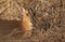 A head and shoulder shot of a female Muntjac Deer Muntiacus reevesi feeding at the edge of a forest on a sunny winter d