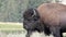 A head and shoulders close up shot of a male bison at yellowstone national park