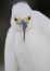 Head and shoulders close up of a Snowy Egret Egretta thula close up.