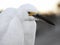 Head and shoulders close up of a Snowy Egret Egretta thula close up.