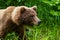 Head and shoulders of a large Brown Bear Ursus arctos walking near Redoubt Lake in the Alaskan wilderness.