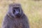 Head and Shoulders Portrait of Olive, or Savanna, Baboon Male