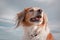 Head and shoulders portrait shot of red haired collie type dog against cloudy sky