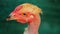 Head of a sicked Hen in closeup view