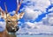 Head of Sika deer against sky