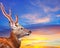 Head of Sika deer against sunset sky