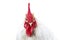 Head singing white rooster with a red comb on an