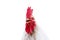 Head singing white rooster with a red comb on an