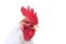 Head singing white rooster with a red comb on an