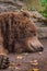 Head of sleeping grizzly bear brown fur tired fluffy