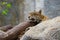 Head of a sleeping leopard