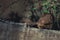 The head of a Slender Mongoose peeking over a fallen tree, Kruger National Park.