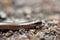 Head of a Slowworm