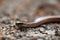 Head of a Slowworm