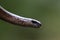 Head of a Slowworm