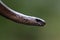 Head of a Slowworm