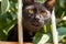 Head of a small black cat poking its head through a fence, trying to sniff and inspect the camera, looking curiously