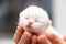 The head of a small newborn white kitten with a pink nose and eyes that did not open after birth