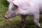 Head of a small piglet closeup on animal farm summertime