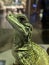 Head of small reptiles in macro captures